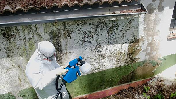 Trusted Attic Mold Removal service in Gainesville, GA - Cheap Mold Removal